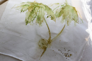 Painting of a mayapple, pinned to tent exterior
