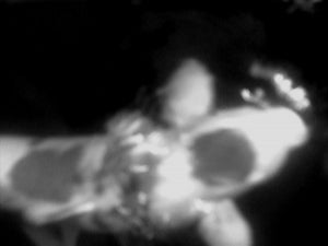 Still from video used in James Leonard's artwork, Water Torture-of a koi fish