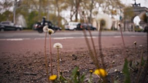 James Leonard - Untitled Dandelion Video, a film centering weeds growing in an urban roadside space