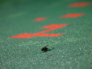 James Leonard - Hold Me Close detail of fly trapped by flypaper adhesive applied to this artwork.