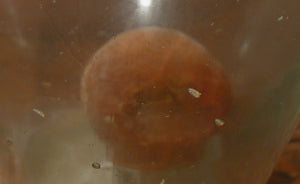 James Leonard - Detail image of a fermenting peach, now midway through the Lockdown installation